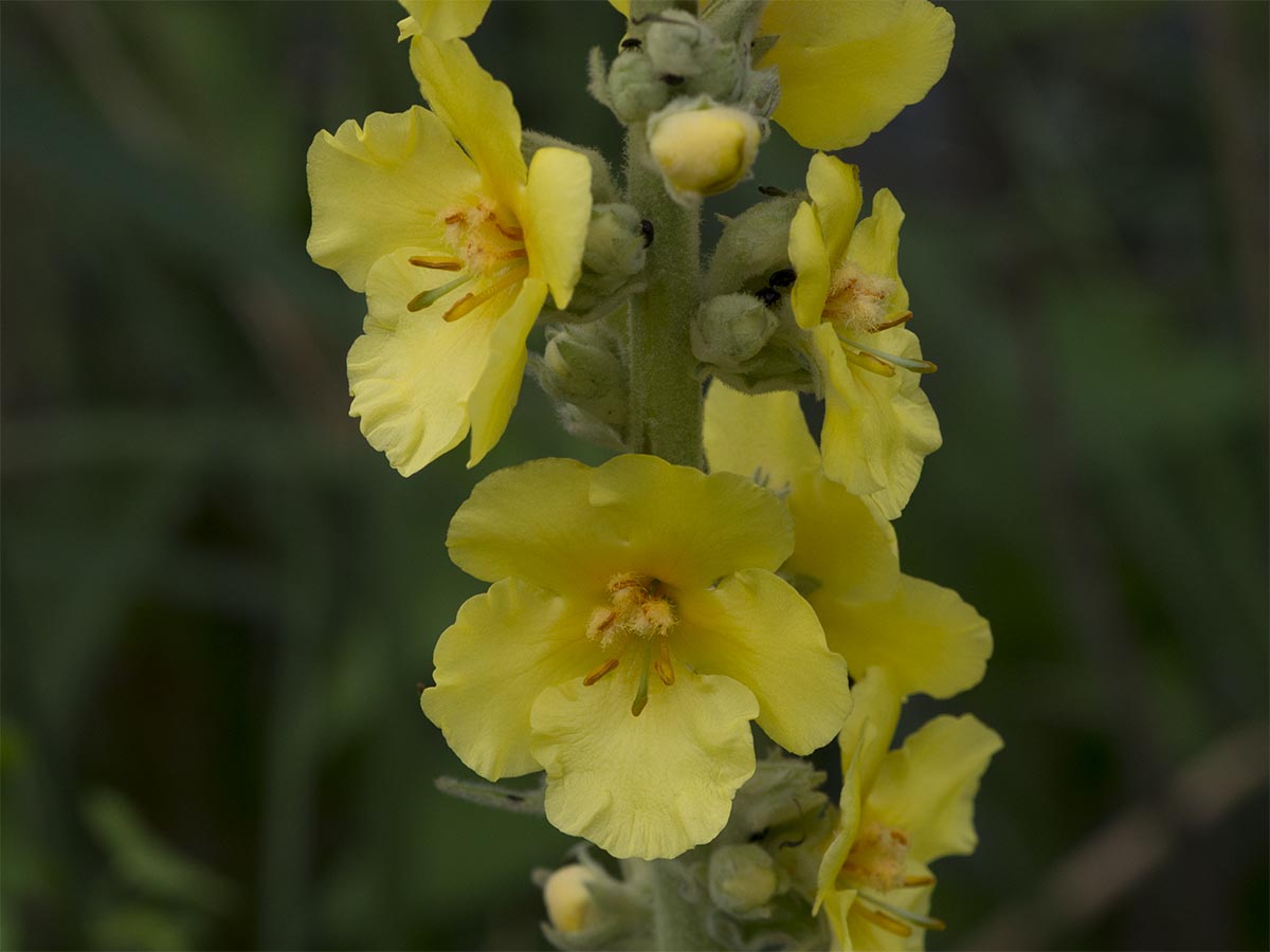 Verbascum phlomoides